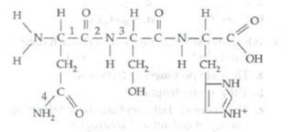 Chapter 5, Problem 15TYK, What is the best description of the following molecule? a. chitin b. amino acid c. tripeptide d. 