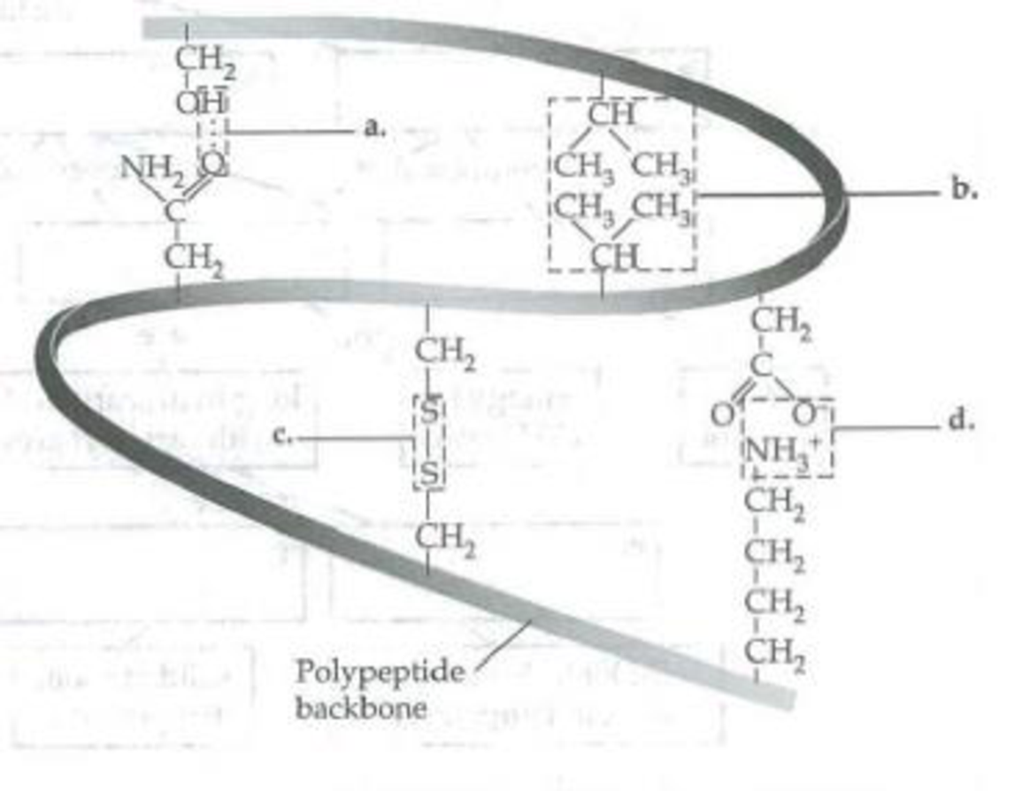 Chapter 5, Problem 7IQ, In the following diagram of a portion of a protein, label the types of interactions that are shown. 