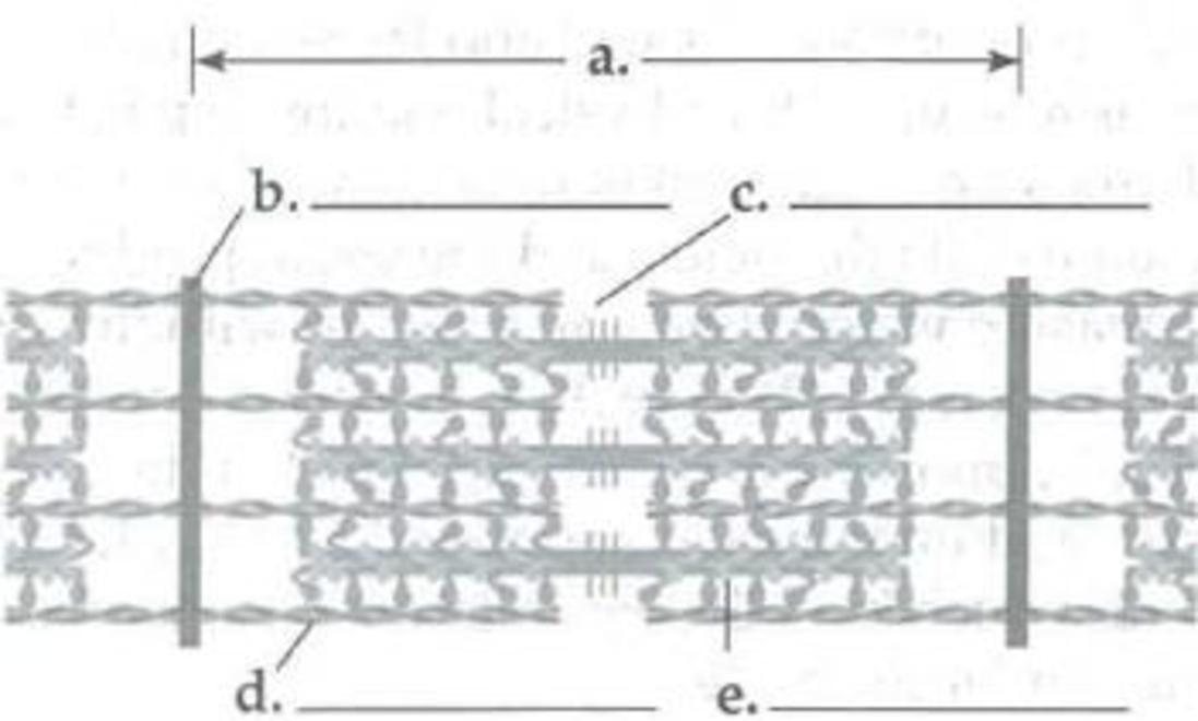Chapter 50, Problem 7IQ, Identify the components in the following diagram of a section of a skeletal muscle fiber. Explain 