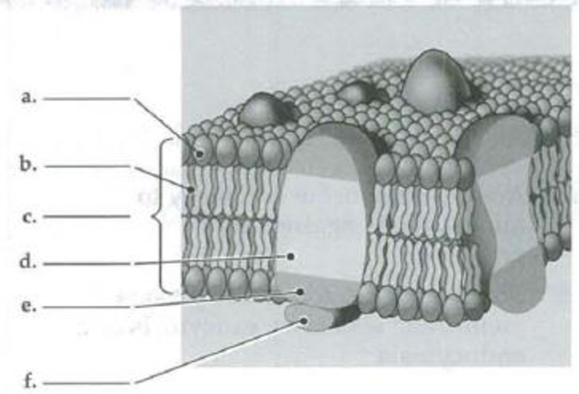 Chapter 7, Problem 1IQ, Label the components in the following diagram of a small portion of a plasma membrane. Indicate 