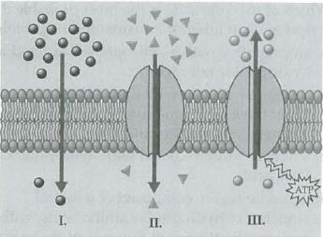 facilitated diffusion diagram plasma membrane
