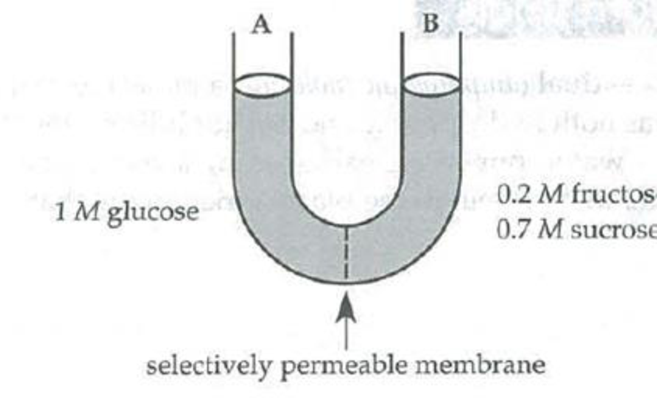 Chapter 7, Problem 5IQ, A solution of 1 M glucose is separated by a selectively permeable membrane from a solution of 0.2 M 