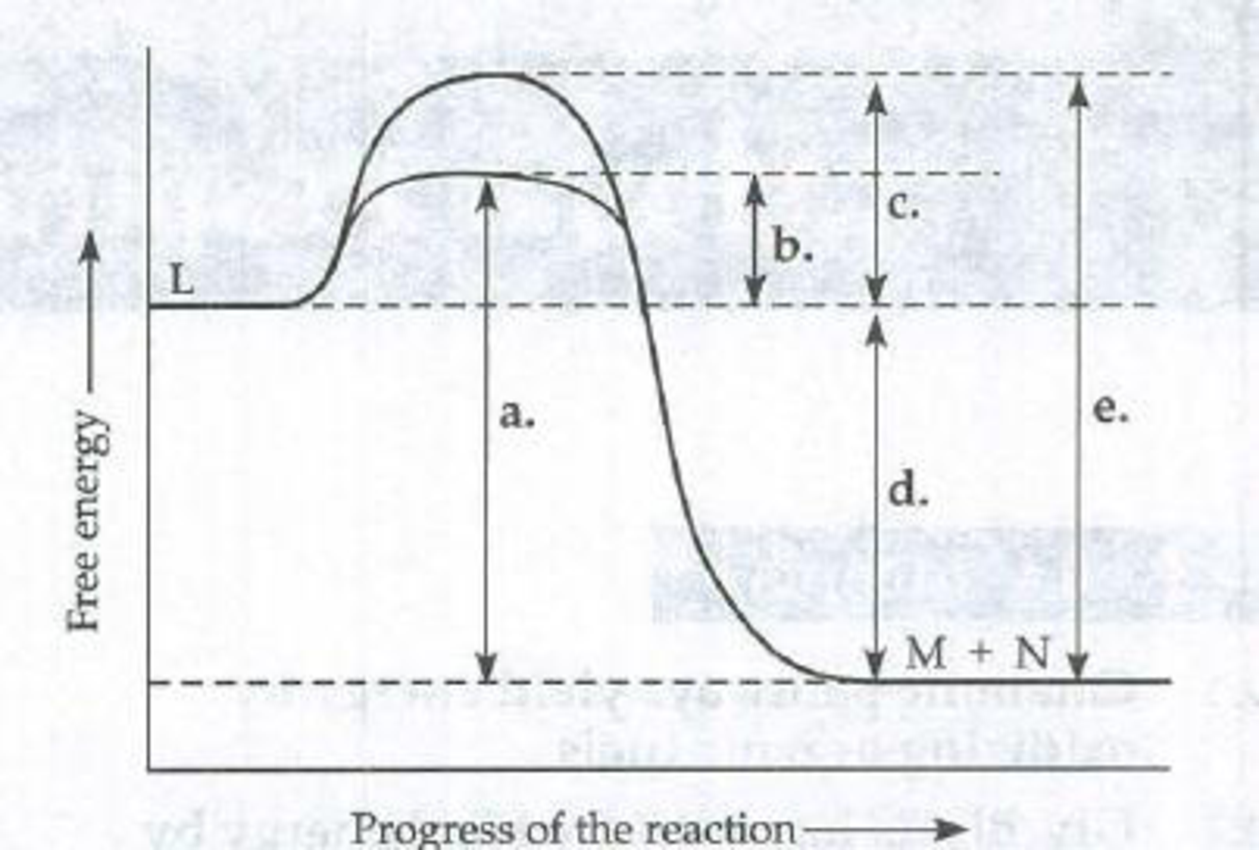 Chapter 8, Problem 16TYK, Which line in the diagram indicates the G of the enzyme-catalyzed reaction L  M + N? 