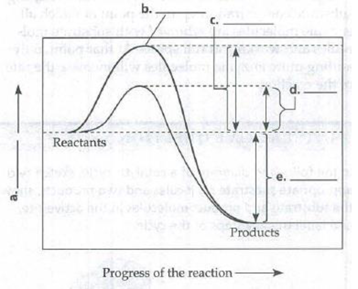 Chapter 8, Problem 6IQ, In the following graph of an exergonic reaction with and without an enzyme catalyst, label parts a 