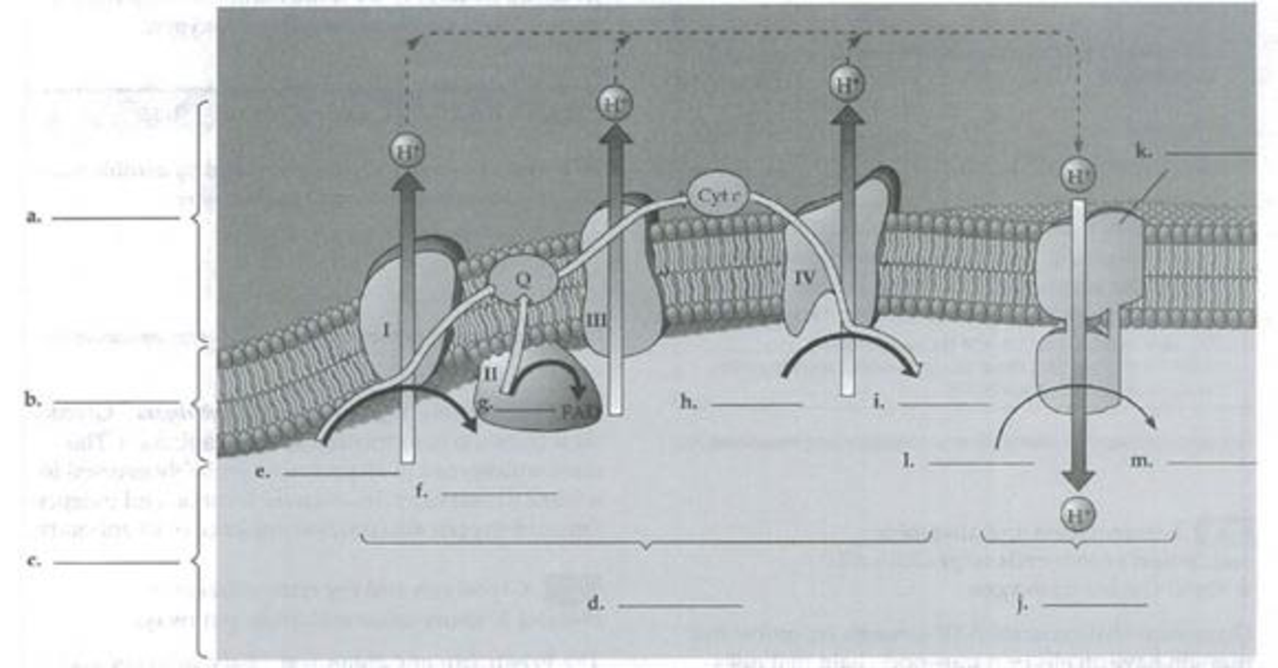 Chapter 9, Problem 8IQ, Label the following diagram of oxidative phosphorylation in a mitochondrial membrane. 