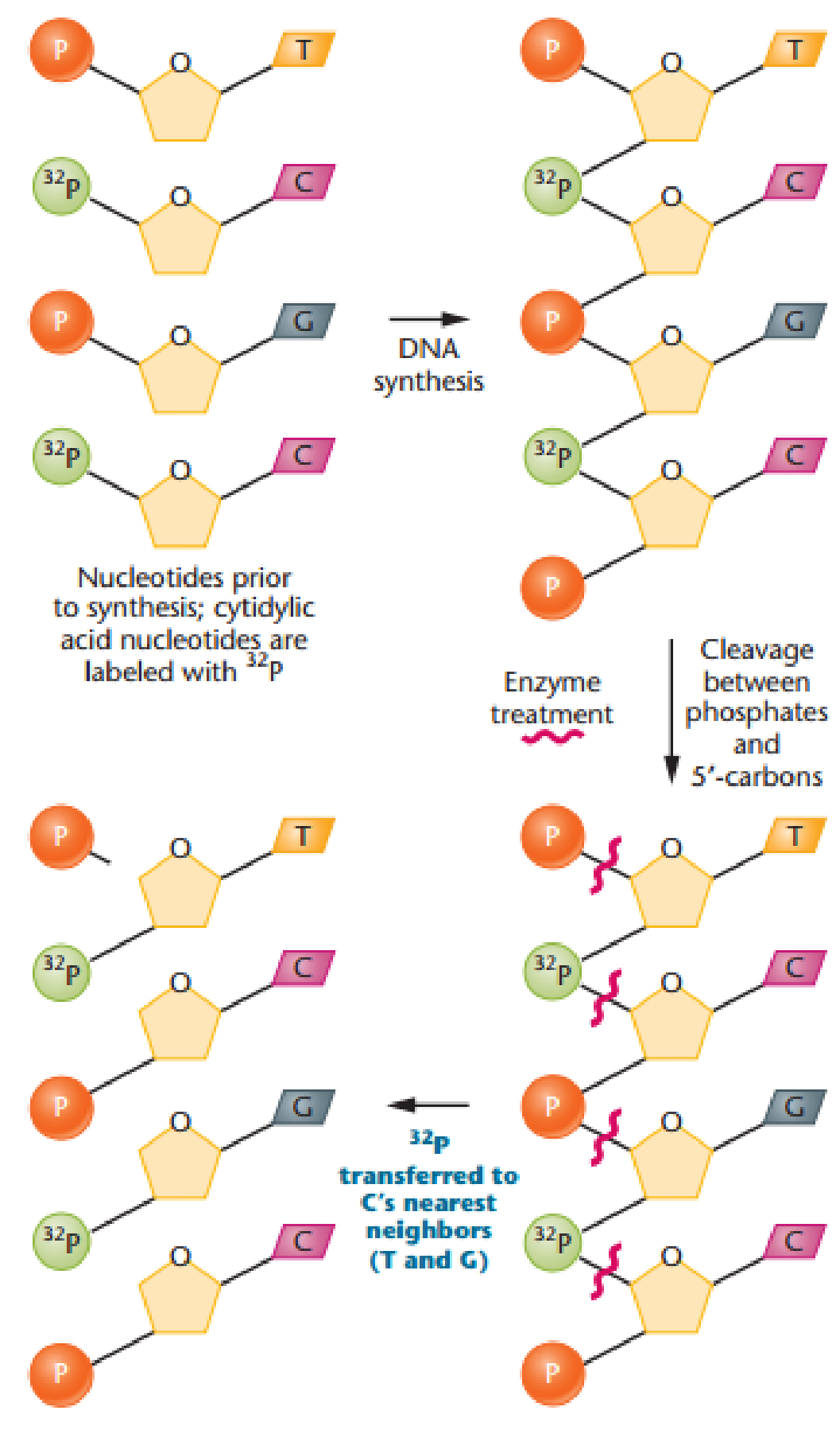 Chapter 11, Problem 31ESP, To gauge the fidelity of DNA synthesis, Arthur Kornberg and colleagues devised a technique called , example  1