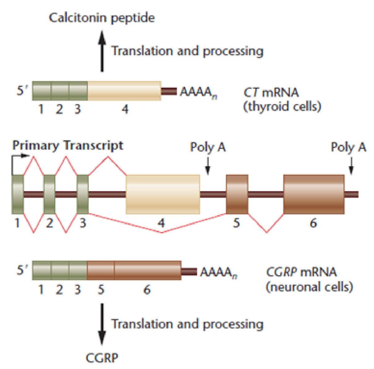 Chapter 18, Problem 4PDQ, Consider the CT/CGRP example of alternative splicing shown in Figure 18.3. Which different types of 