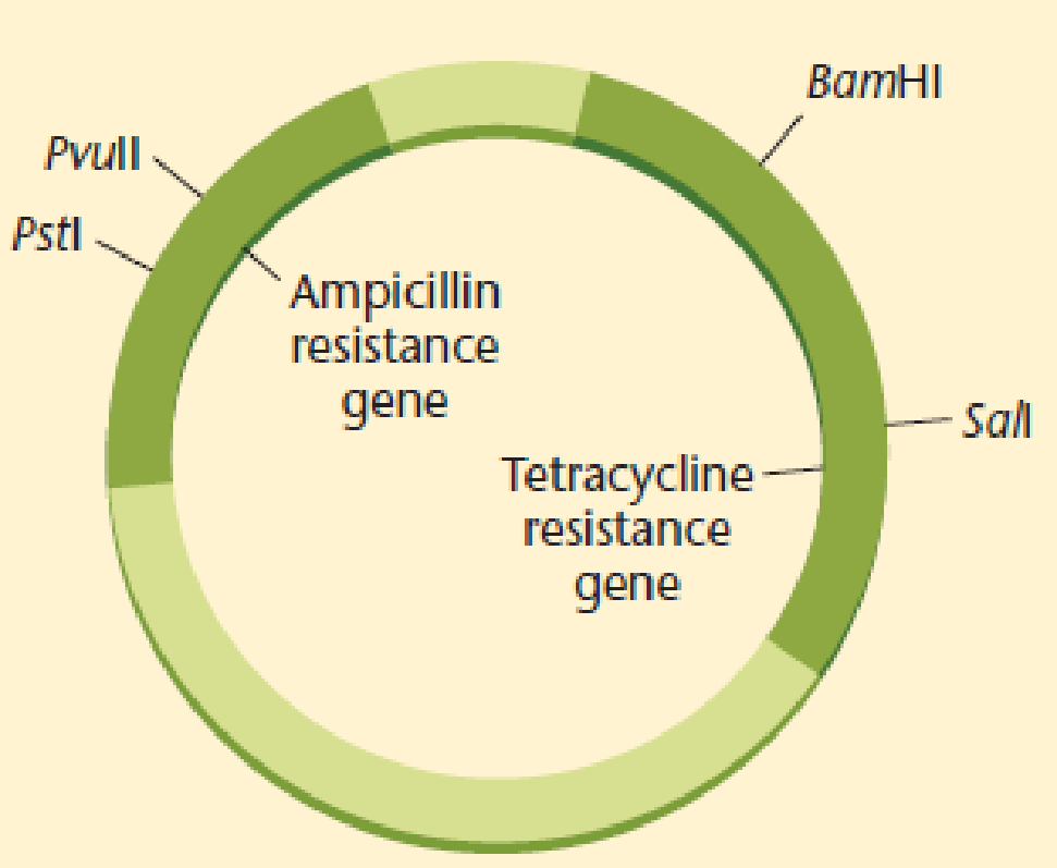 Chapter 20, Problem 1NST, A plasmid that is both ampicillin and tetracycline resistant is cleaved with Pstl, which cleaves 