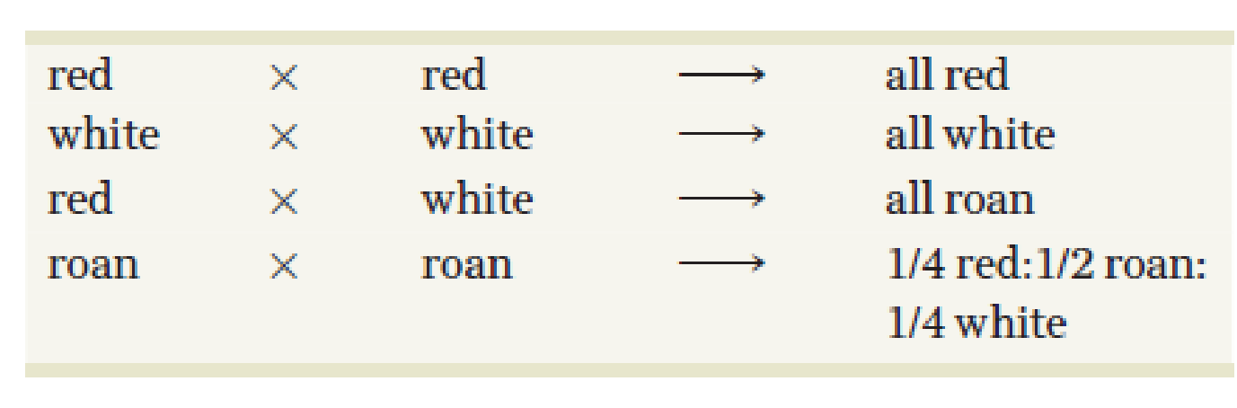 Chapter 4, Problem 3PDQ, In shorthorn cattle, coat color may be red, white, or roan. Roan is an intermediate phenotype 