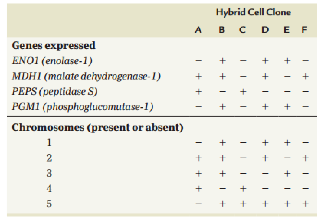 Chapter 5, Problem 28ESP, A number of humanmouse somatic cell hybrid clones were examined for the expression of specific human 