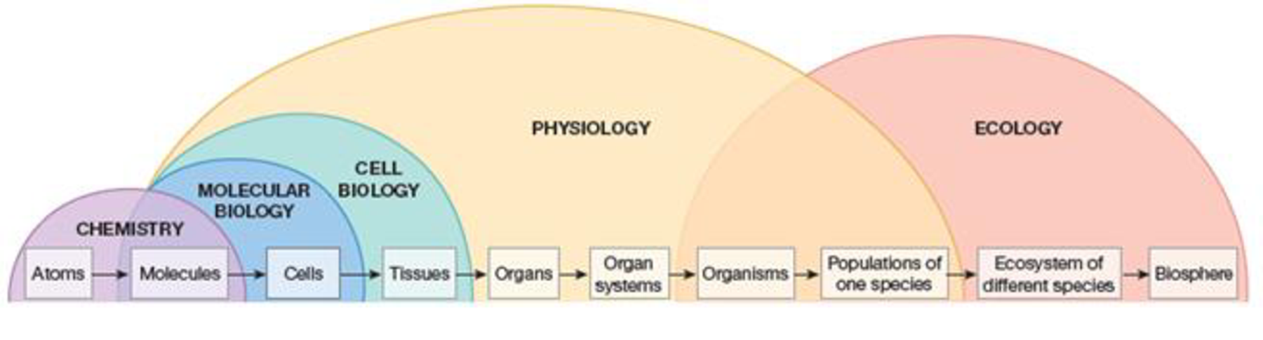 Chapter 1, Problem 9RQ, Mapping exercise: Make a large map showing the organization of the human body. Show all levels of 