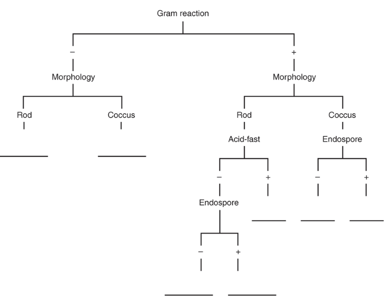 Chapter 10, Problem 1CT, Using Bergeys Manual and your text, place the following genera in this flowchart Bacillus 