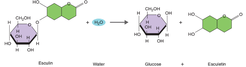 Chapter 13, Problem 4CT, Locate the H+ and OH- ions from the water molecule that was split (hydrolyzed) in this reaction, 