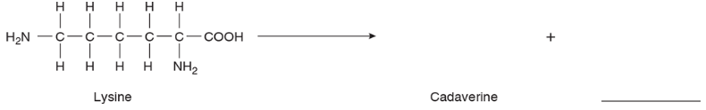 Chapter 16, Problem 2Q, Show how lysine could be decarboxylated to give the end-products indicated. 