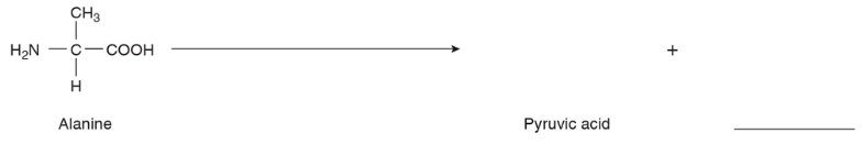 Chapter 16, Problem 3Q, Show how alanine could be deaminated to give the end-products indicated. 