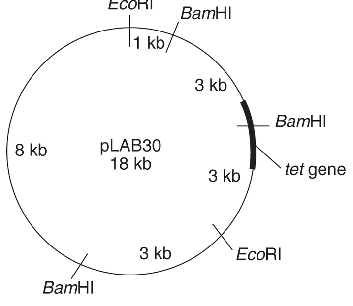 Chapter 30, Problem 2Q, Using this map of pLAB30 (18 kb), give the number and lengths of the restriction fragments that , example  2