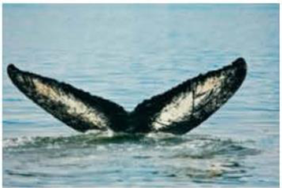 Chapter 5.4, Problem 29E, Estimating a Whak Population. To determine the number of humpback whales in a population, a marine 