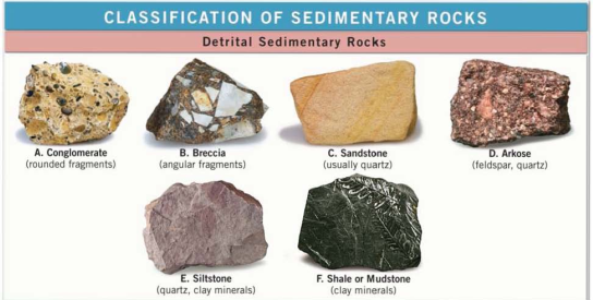 Chapter 2.5, Problem 1A, Carefully examine the common sedimentary rocks shown In Figure 2.13. Use these photos and the , example  1