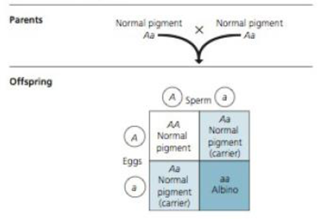 Chapter 9, Problem 22PS, Interpreting Data As shown in the Punnett square below, albinism is caused by an autosomal recessive 