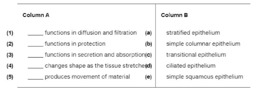 Chapter 4, Problem 6RQ, Match each epithelial tissue in column B with its function listed in column A. 