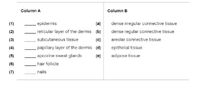 Chapter 5, Problem 15RQ, From the list of tissues in column B, identify the primary tissue that forms each of the structures 