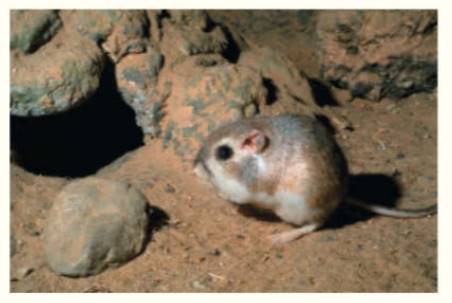 Chapter 15, Problem 93TE, Some animals that live in desert environments, such as this kangaroo rat, never drink water. 