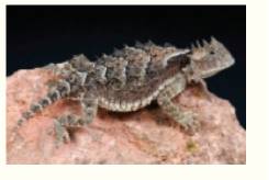 Chapter 17, Problem 58TE, Horned lizards defend themselves with spiky horns on their heads and bodies. Some individuals will 