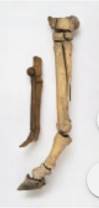 Chapter 17, Problem 87TE, This photo shows the leg bone of fossil Horse left next to the leg bone of a modern Horse right. 