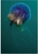 Chapter 18, Problem 78TE, The bluefire jellyfish in the photo has caught a fish. Name two different strategies used by 