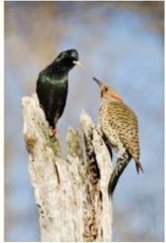 Chapter 21, Problem 47TE, A scientist examines how the presence of a nonnative bird species, the starling, affects other 