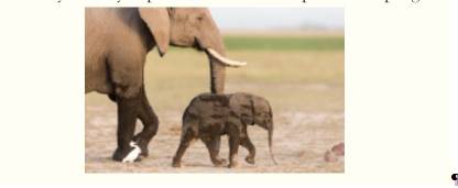 Chapter 21, Problem 53TE, Why is a baby elephant considered an expensive offspring? 