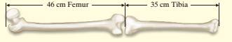 Chapter 15.2, Problem 51ES, Forensic scientists use the following functions to find the height of a woman if they are given the 