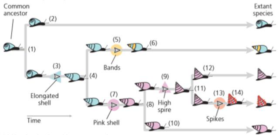 Chapter 2, Problem 10Q, According to the evolutionary tree shown in Figure 2.26, is the snail with spikes on its shell more , example  1