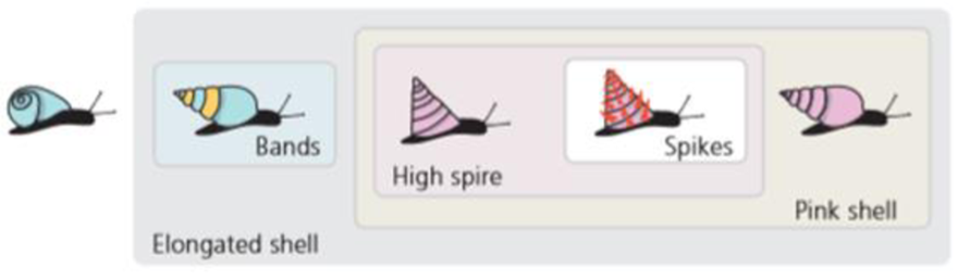 Chapter 2, Problem 10Q, According to the evolutionary tree shown in Figure 2.26, is the snail with spikes on its shell more , example  2