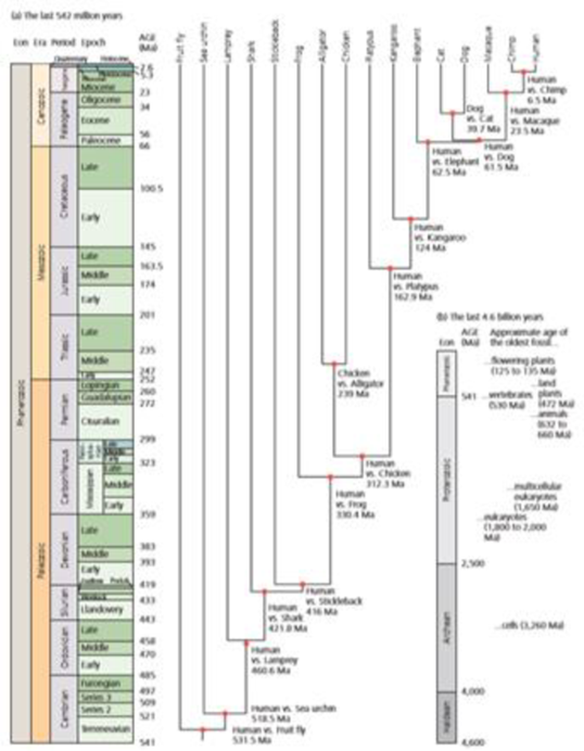 Chapter 2, Problem 11Q, According to the evolutionary tree in Figure 2.31, are cats more closely related to elephants or 