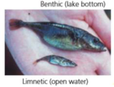 Chapter 2, Problem 4Q, Look back at Figure 2.14d, which shows the two kinds of threespine sticklebacks that live in Paxon 