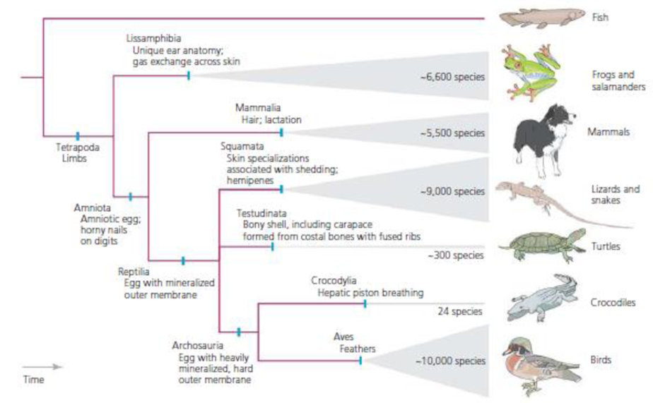 Chapter 4, Problem 10Q, Referring to the information in Figure 4.10, explain why the bones found in bird wings and bat wings 