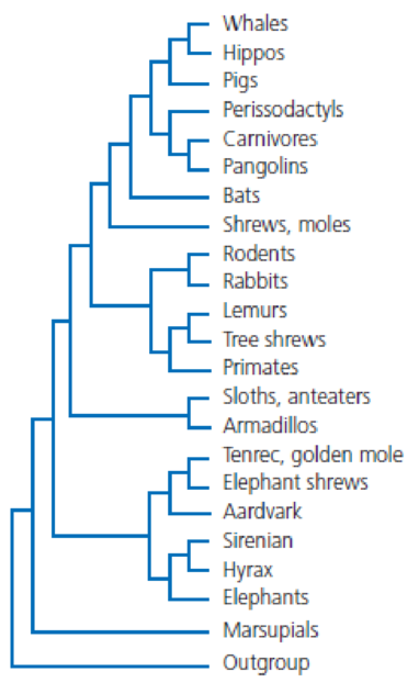 Chapter 4, Problem 1Q, According to the evolutionary tree in Figure 4.37, which is more closely related to rodents: shrews 