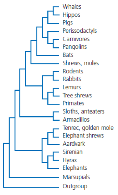 Chapter 4, Problem 6Q, High-crowned teeth that are well suited for grazing are found in some rodents, rabbits and hares, 