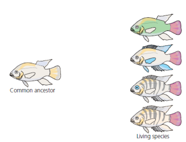 Chapter 4, Problem 7Q, Assuming the four living species in Figure 4.38 evolved from their common ancestor without 