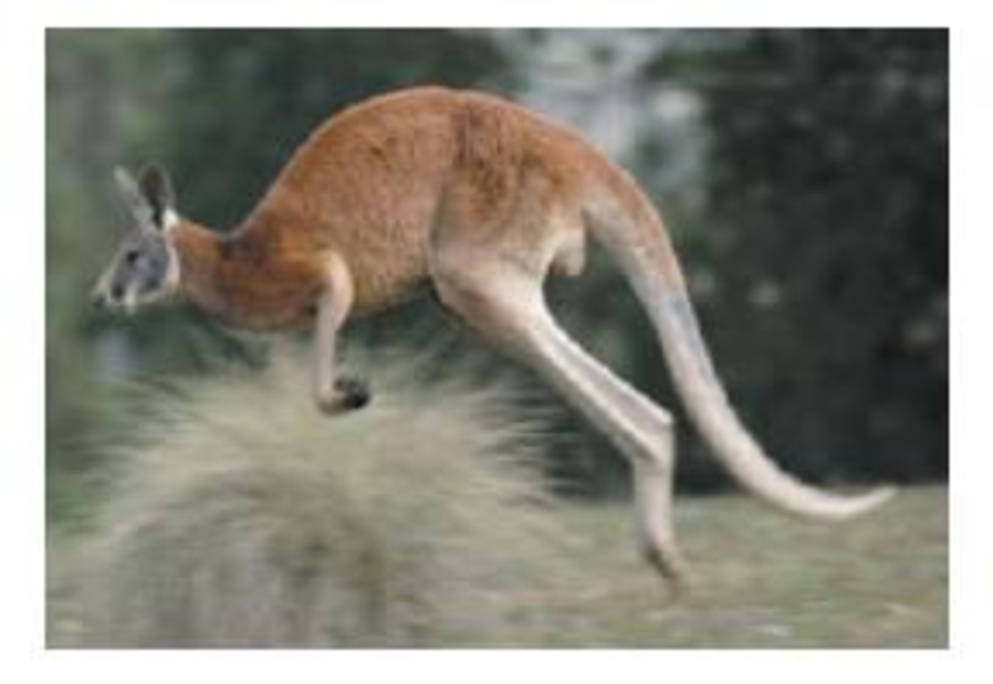 Chapter 11, Problem 68MSPP, MCAT-Style Passage Problems Kangaroo Locomotion Kangaroos have very stout tendons in their legs that , example  1