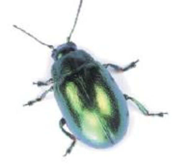 Chapter 17, Problem 55GP, The wings of some beetles have closely spaced parallel lines of melanin, causing the wing to act as 