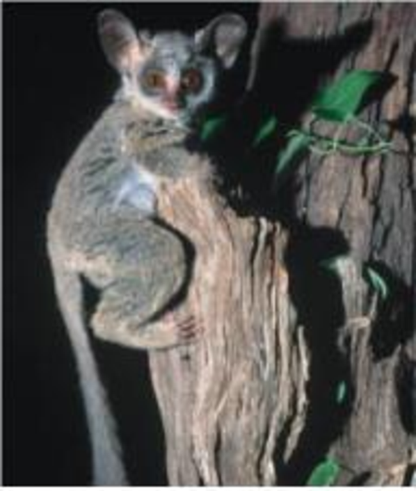 Chapter 2, Problem 66GP, A bush baby, an African primate, is capable of a remarkable vertical leap. The bush baby goes into a 