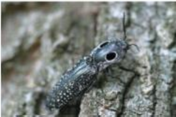 Chapter 2, Problem 64GP, Certain insects can achieve seemingly impossible accelerations while jumping. The click beetle 