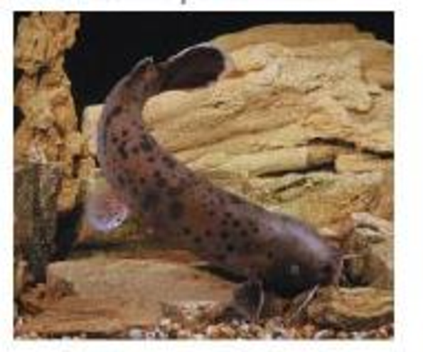 Chapter 22, Problem 17P, An electric catfish can generate a significant potential difference using stacks of special cells 