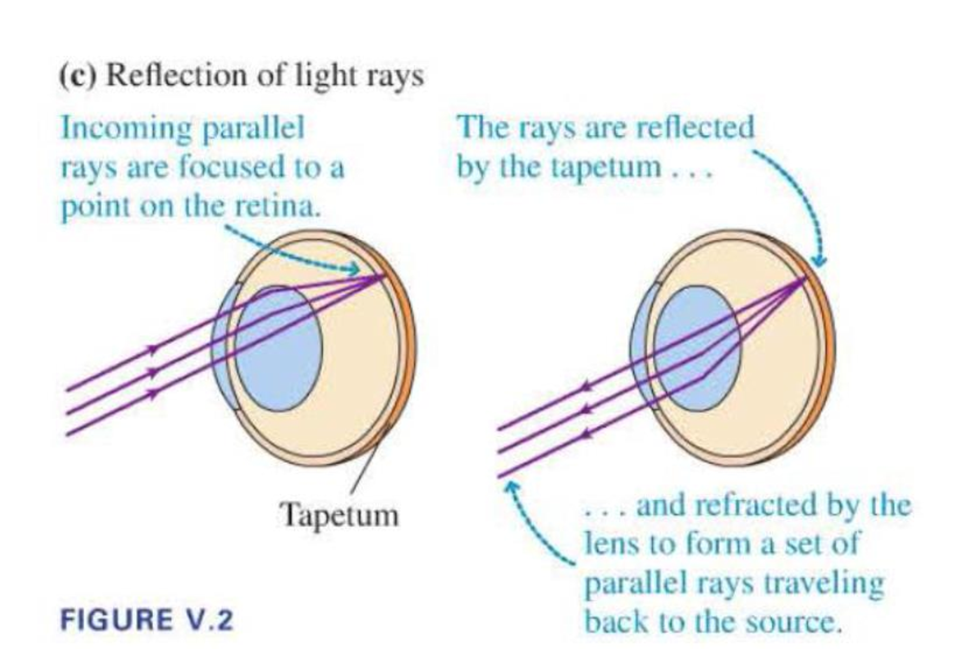 Chapter P.5, Problem 12P, 12. In human vision, the curvature of the cornea provides much of the power of the visual system. 