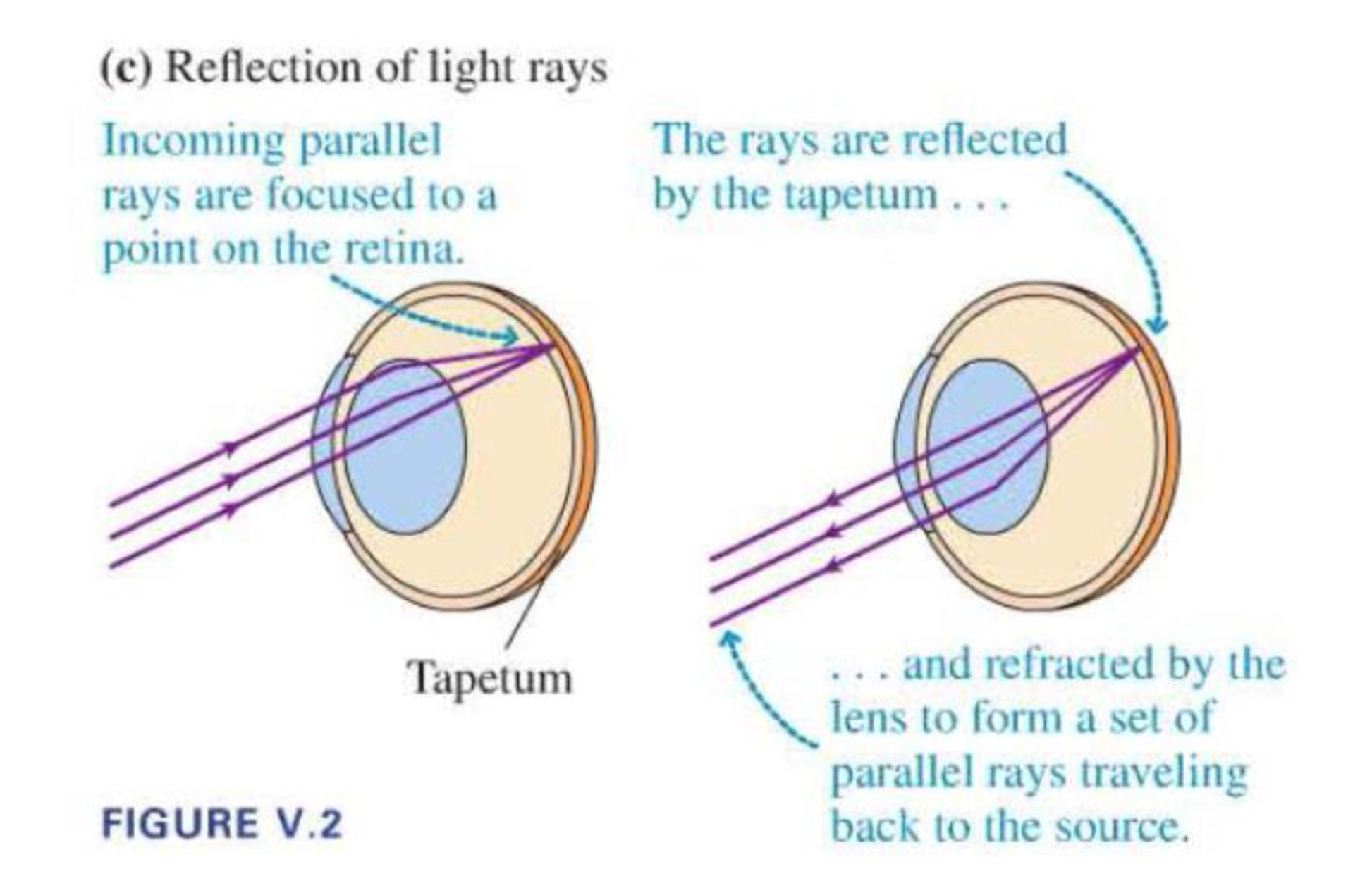 Chapter P.5, Problem 14P, 14. Figure V.2c shows the lens of the eye bringing parallel rays together right at the retina. The 