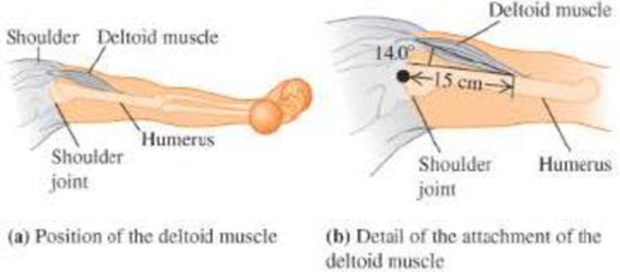 Chapter 10, Problem 49P, The deltoid muscle. The deltoid muscle is the main muscle that allows you to raise your arm or even 