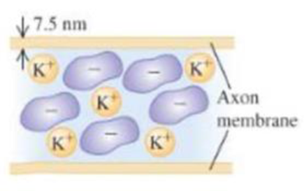 Chapter 18, Problem 11P, BIO Axons. Neurons are the basic units of the nervous system They contain long tubular structures 