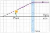 Chapter 24, Problem 50P, Figure 24.49 shows a small plant near a thin lens. The ray shown Is one of the principal rays for 